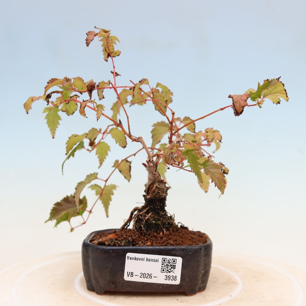Outdoor Bonsai - Stephanandra incisa - Slender Stephanandra