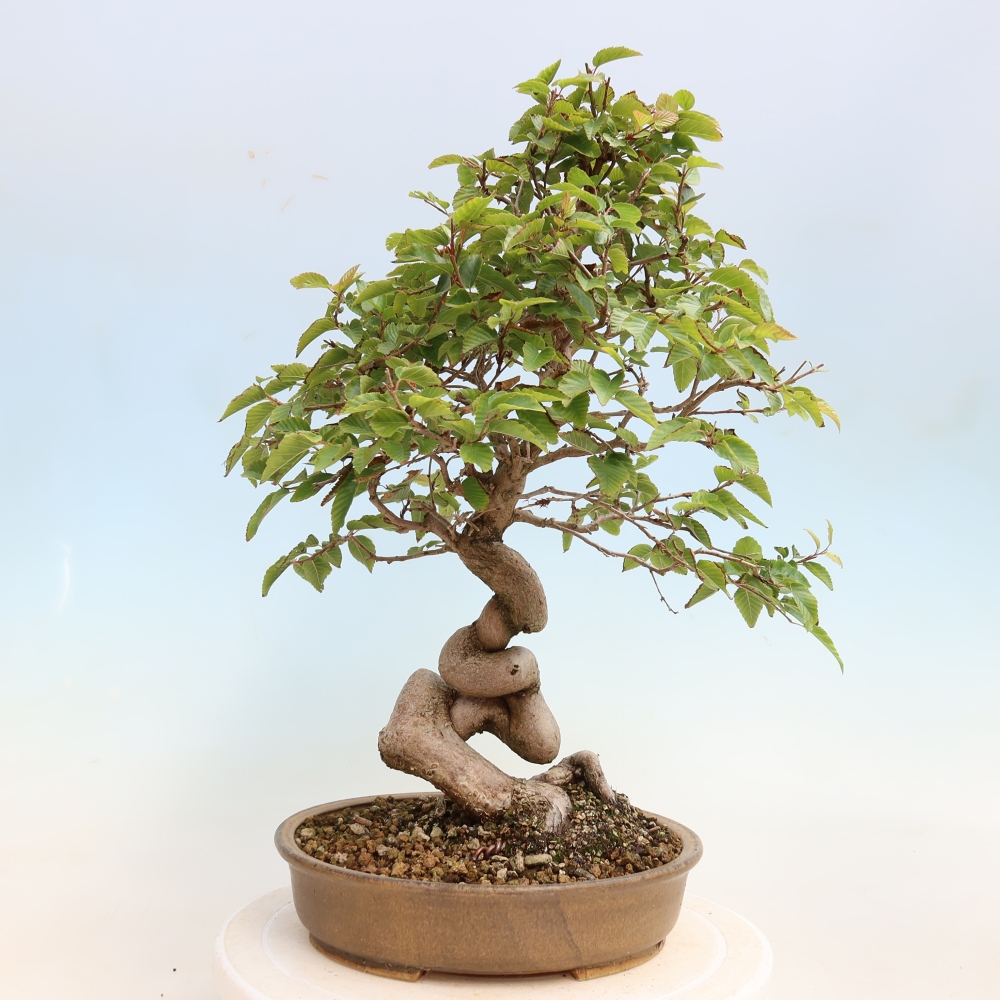 Outdoor bonsai -Carpinus CARPINOIDES - Korean Hornbeam