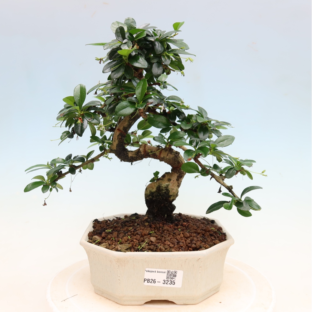 Room bonsai - Carmona macrophylla - Tea fuki