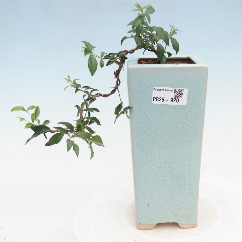 Room bonsai - Malpighia coccigera- Barbdor Cherry