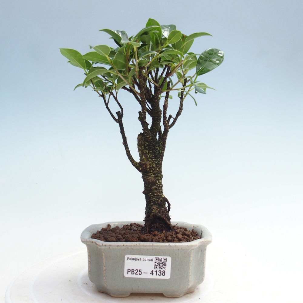 Room bonsai Ficus retusa kimmen