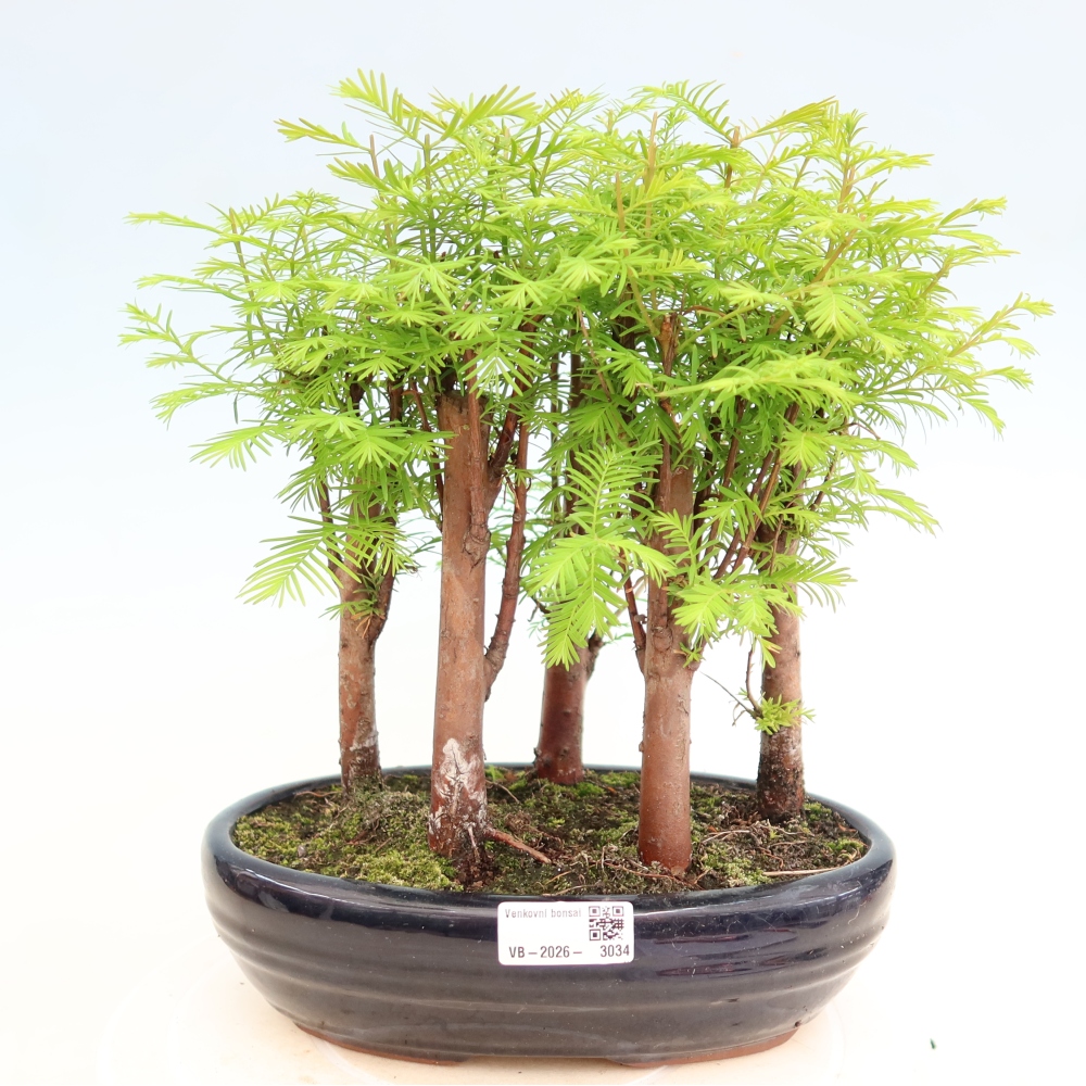 Outdoor Bonsai - Metasequoia glyptostroboides - Chinese Metasequoia - Grove