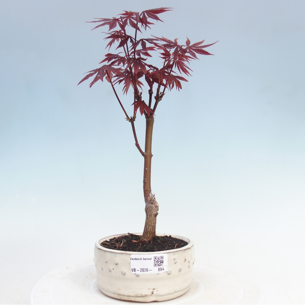 Outdoor bonsai - Acer palm. Atropurpureum-Javor palmate
