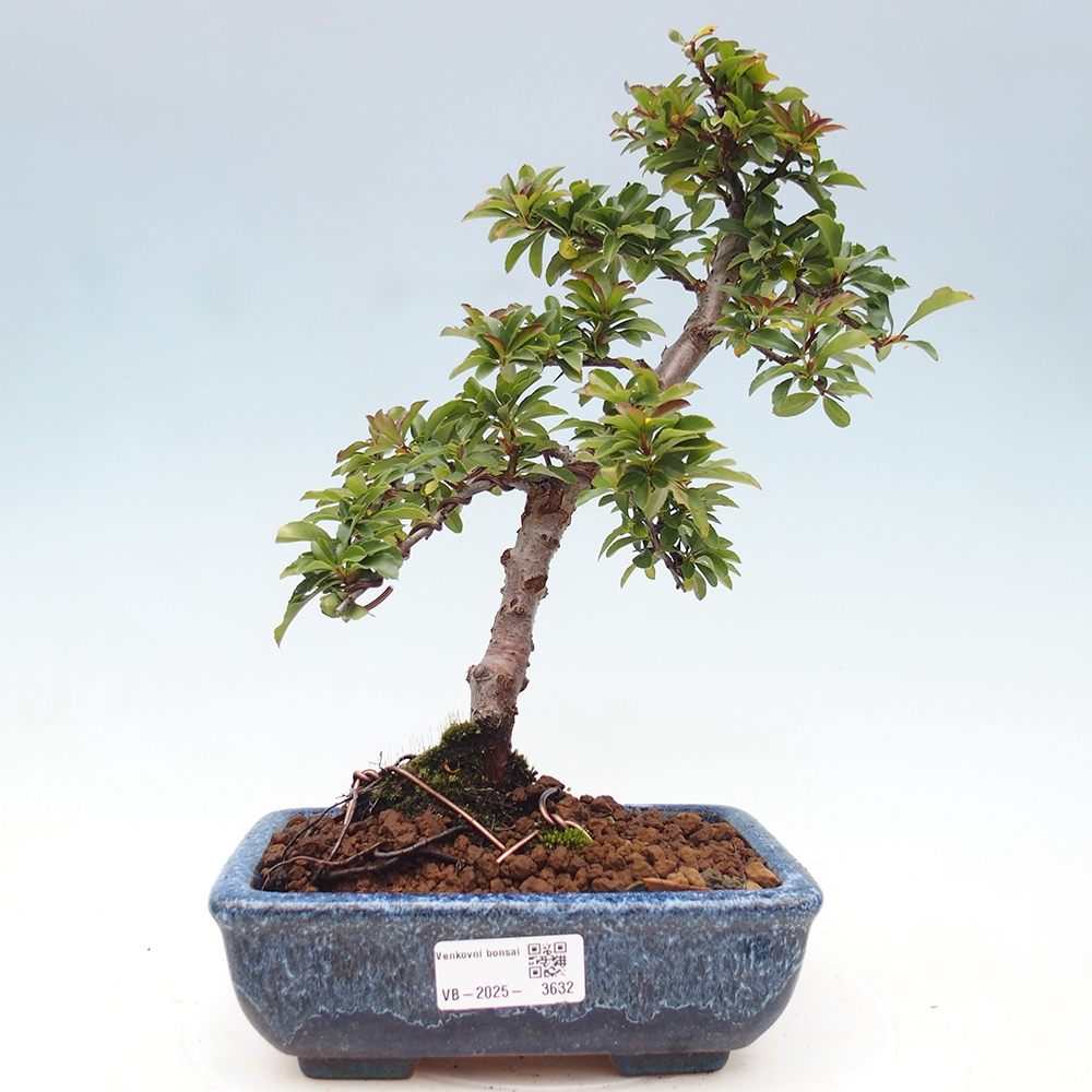 Outdoor Bonsai-Pyracanta Teton -Bakery