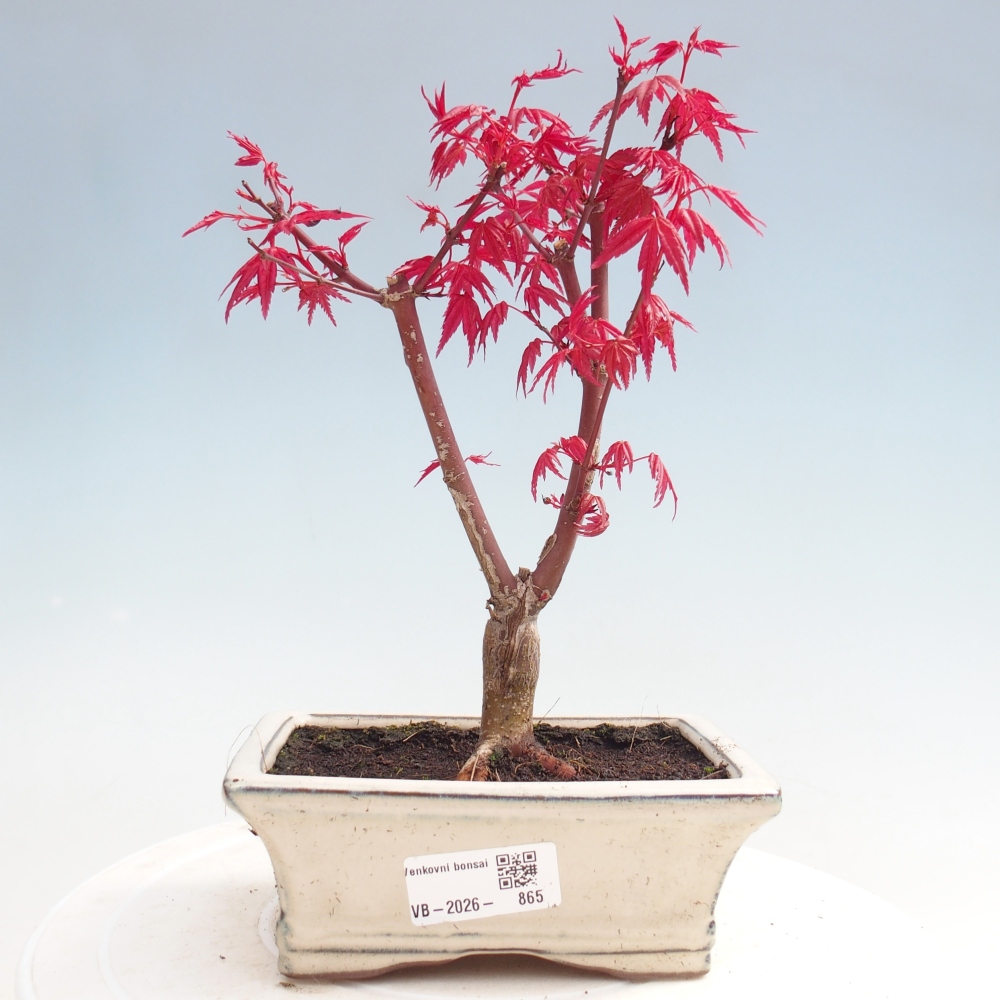 Outdoor bonsai - Acer palmatum DESHOJO