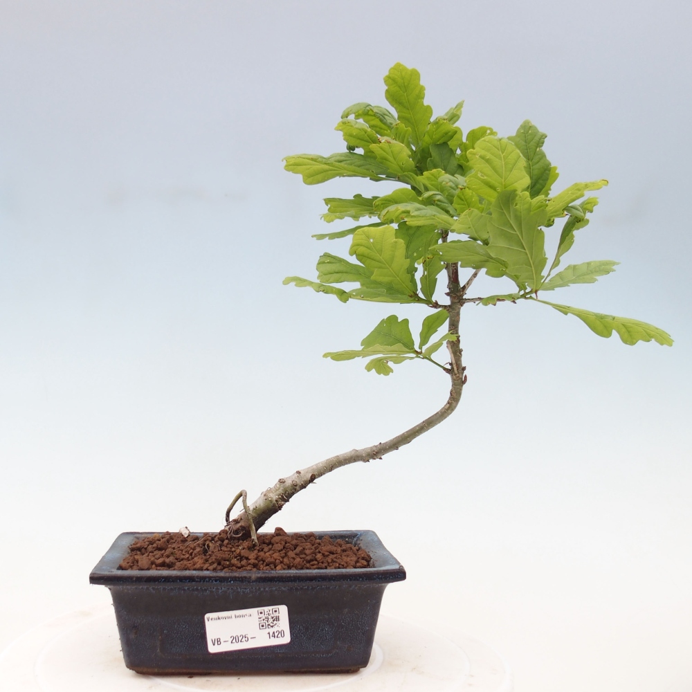 Outdoor bonsai - Quercus robur - oak