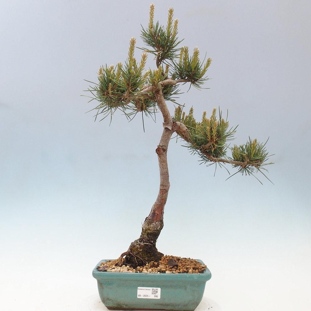 Outdoor bonsai - Pinus Sylvestris - Scots pine