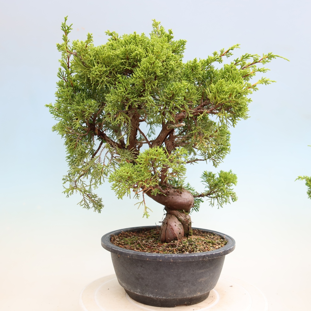 Outdoor Bonsai - Juniperus chinensis Itoigawa - Chinese Juniper