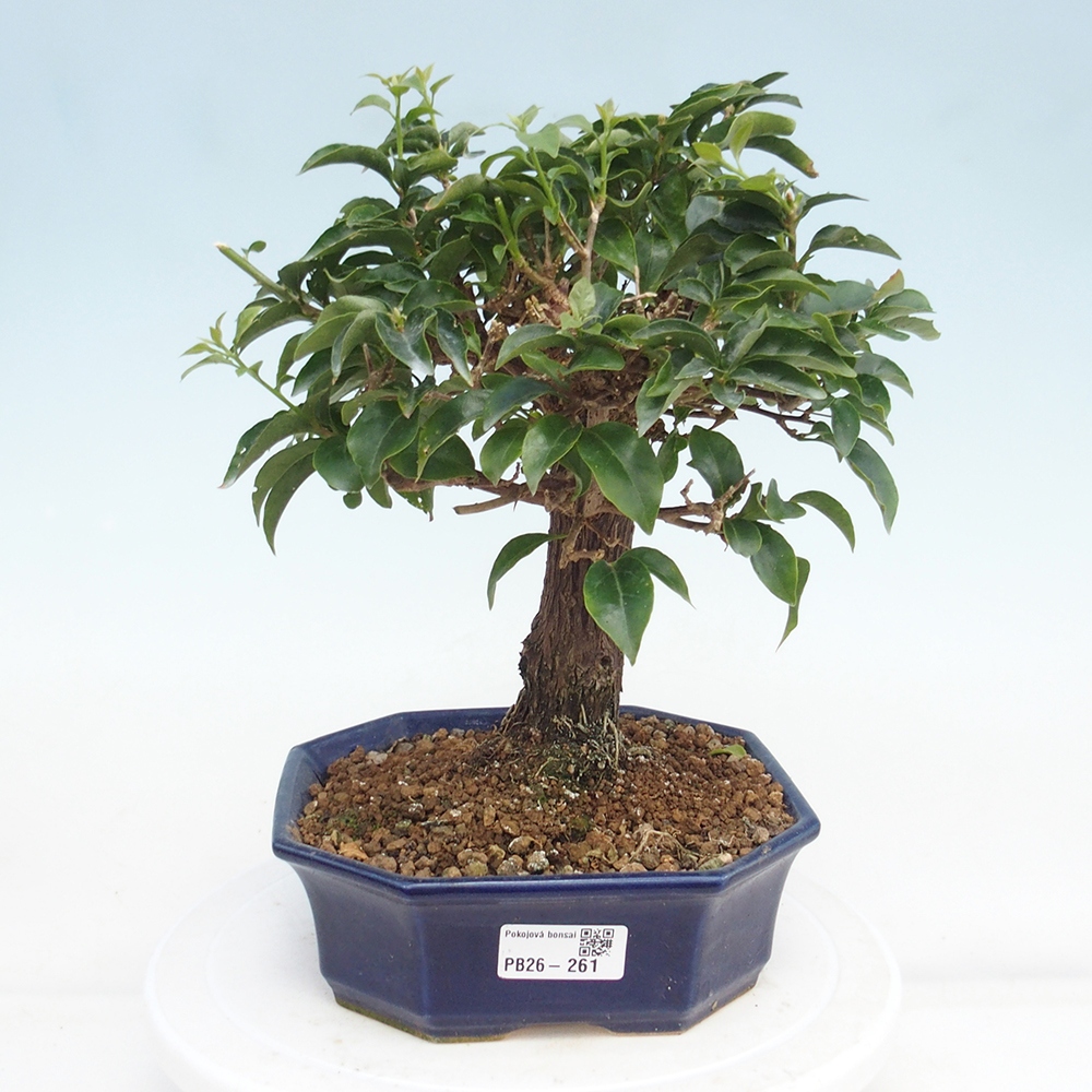 Room bonsai - Bouganwilea