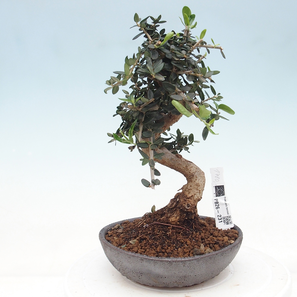 Indoor bonsai - Olea europaea sylvestris