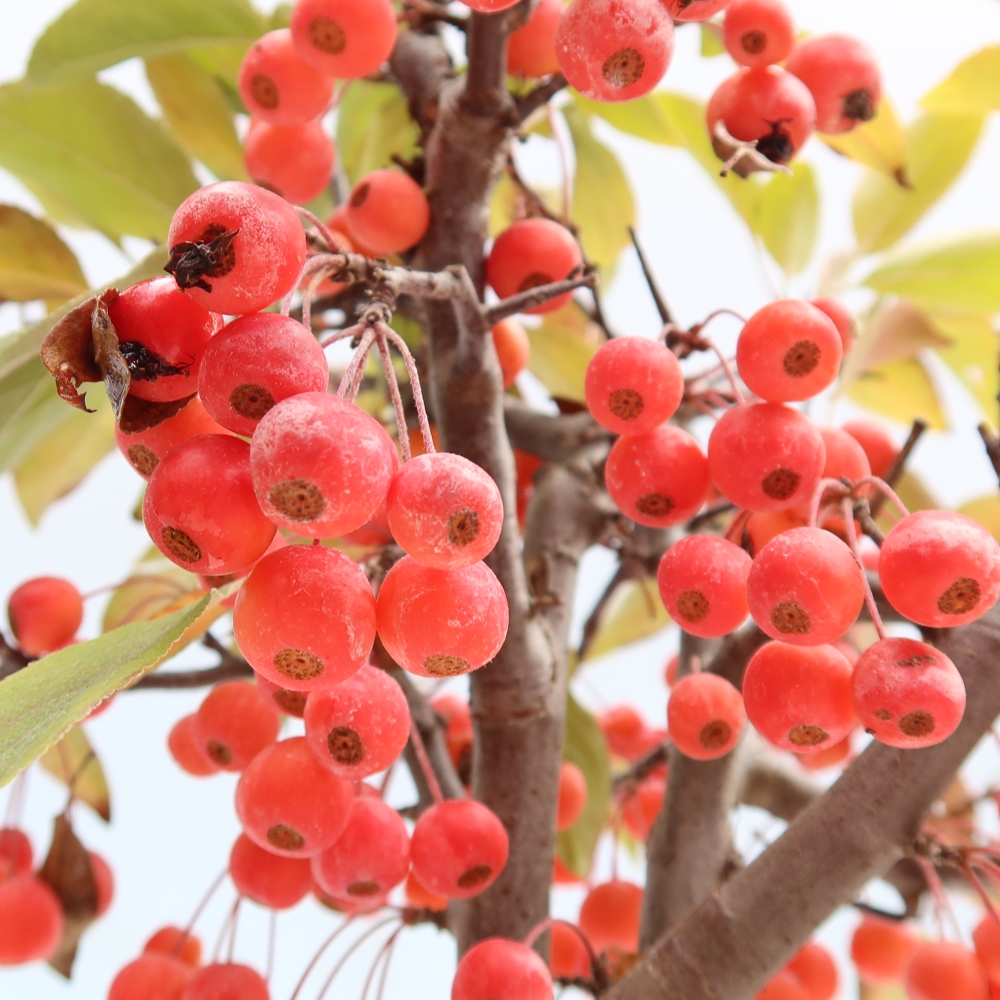 Outdoor bonsai -Malus domestica - Small-fruited red-leaved apple tree