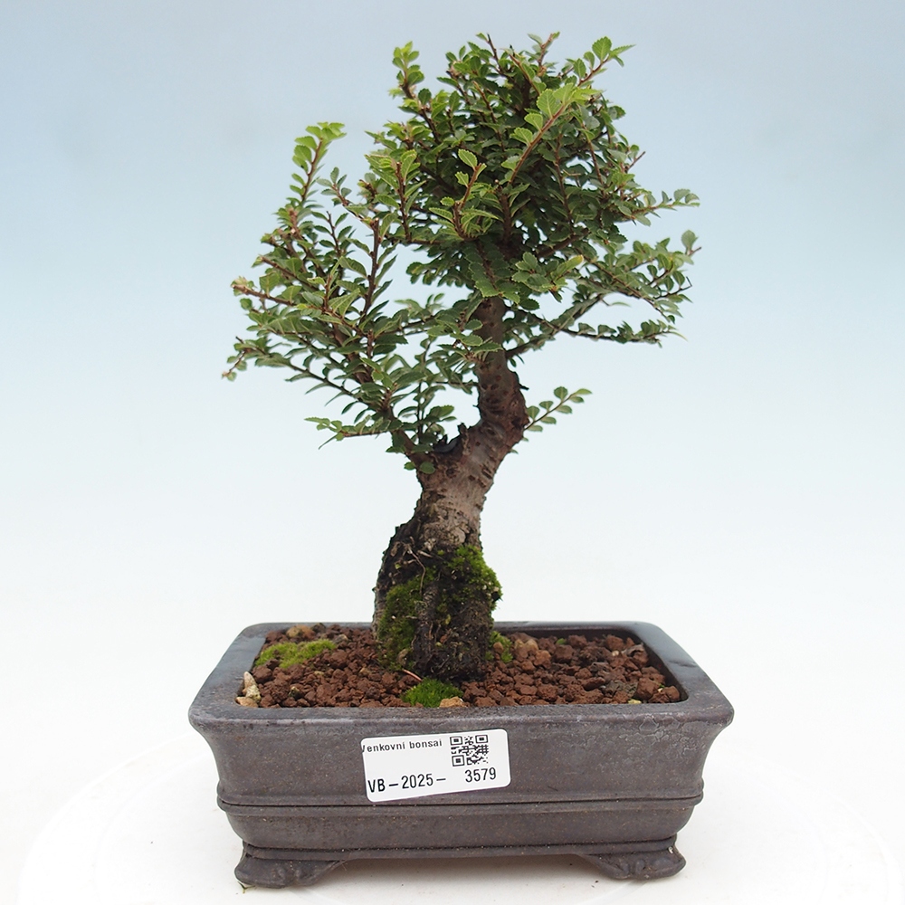 Outdoor bonsai - Ulmus parvifolia Hokkaido - Chinese elm