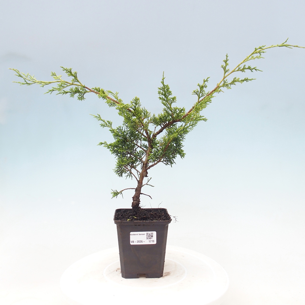 Outdoor bonsai - Juniperus chinensis Itoigawa