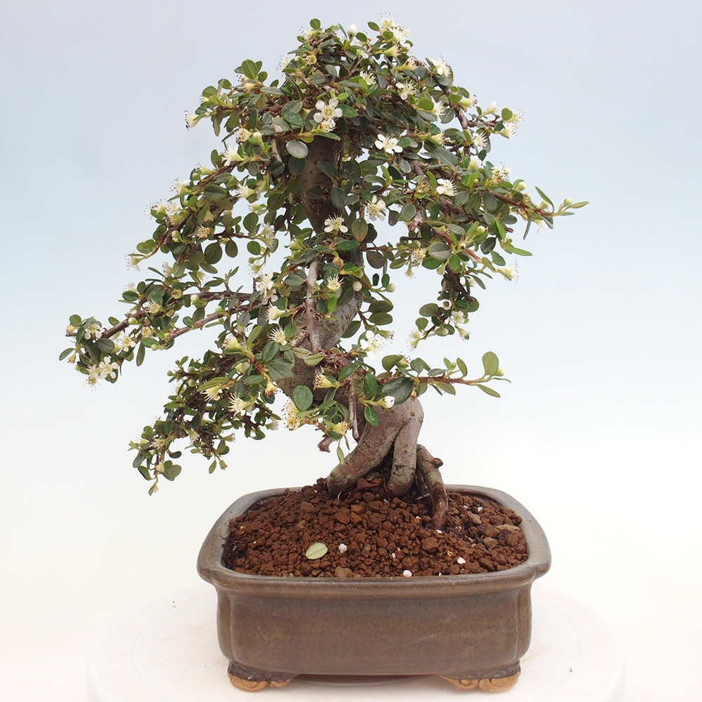 Outdoor bonsai-Cotoneaster dammeri - Rock Damer