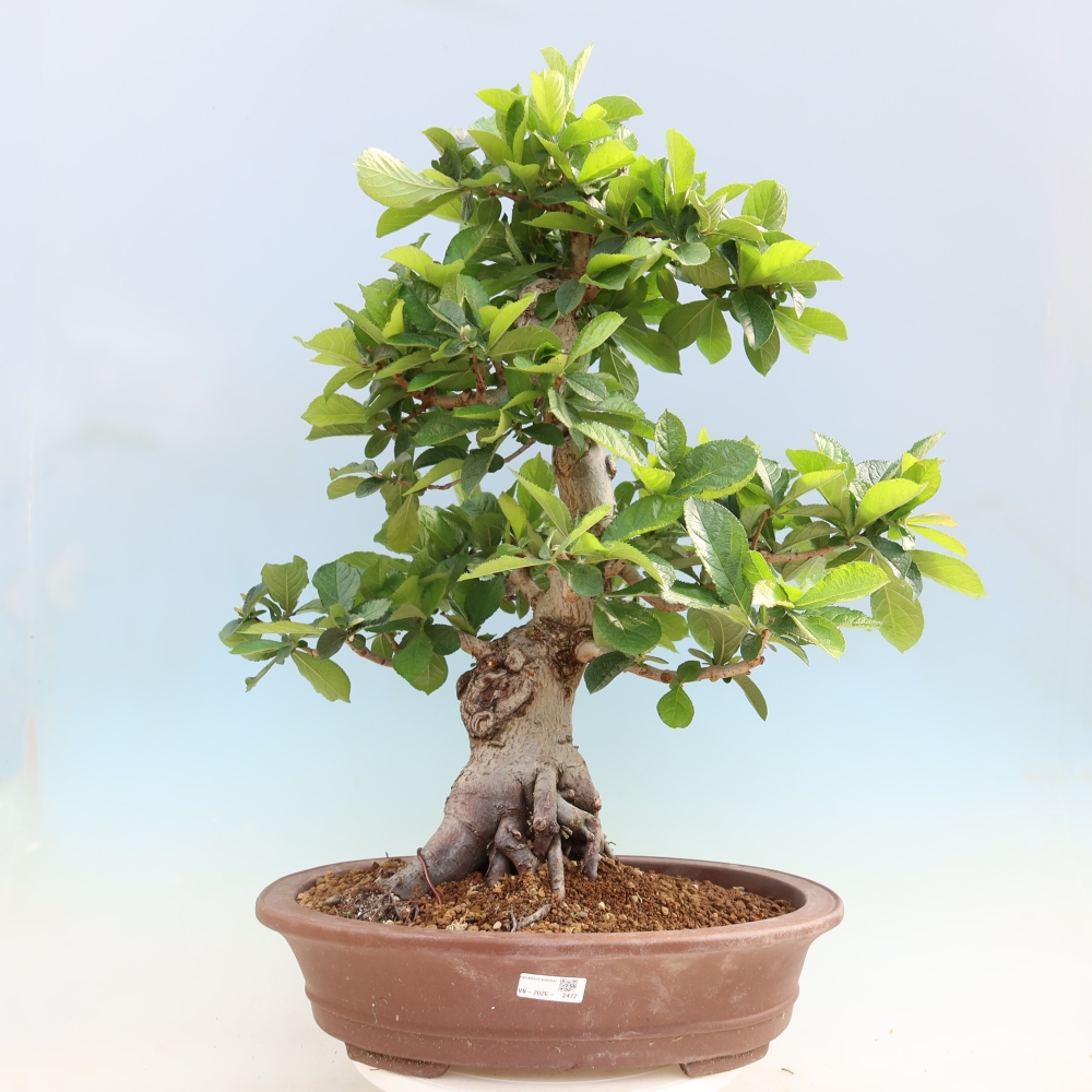 Outdoor Bonsai - Hairy Photinia - Photinia villosa