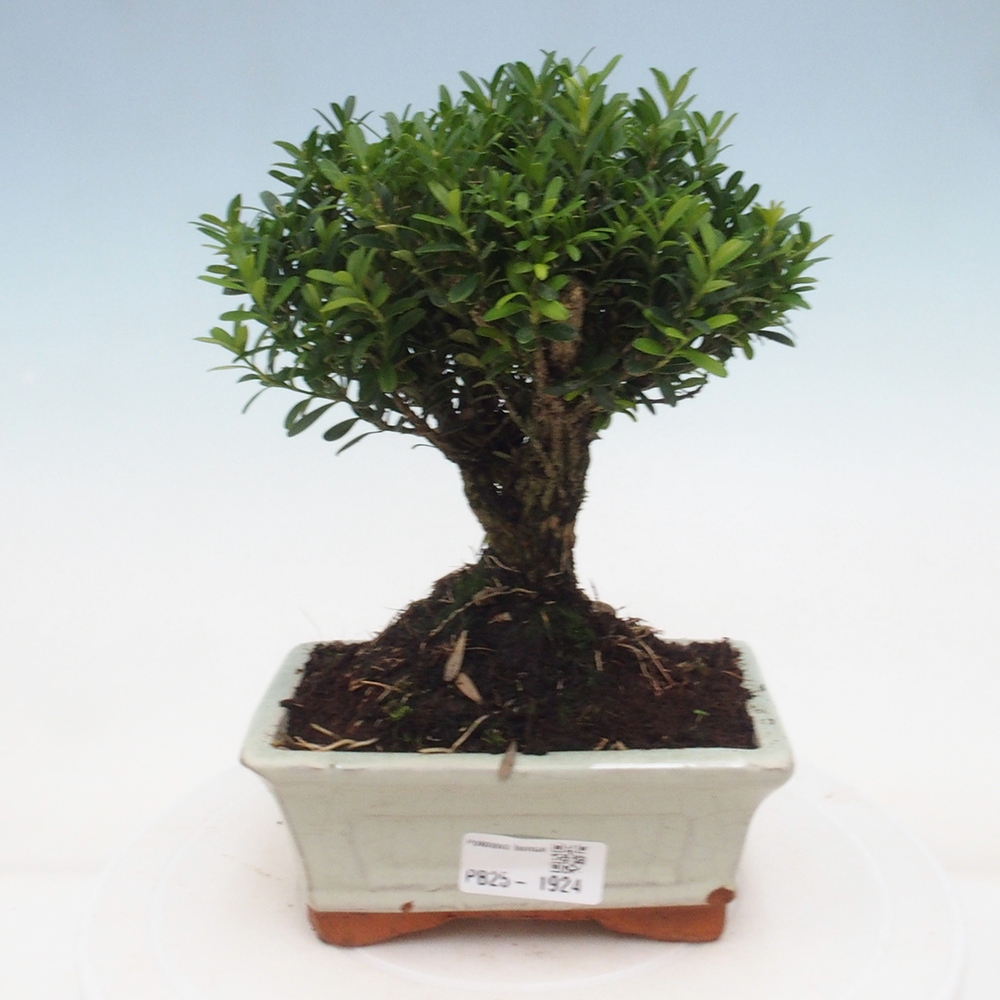 Indoor bonsai - Buxus harlandii - Cork boxwood
