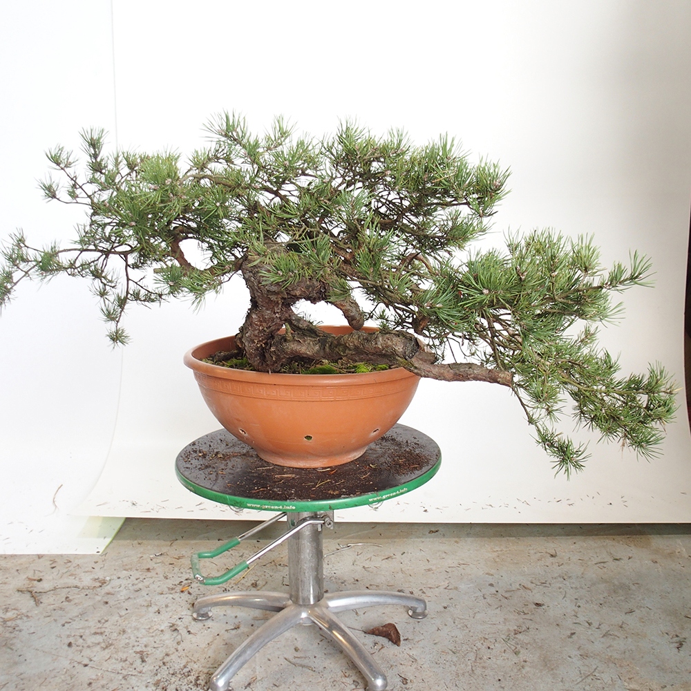 Yamadori - Pinus sylvestris Spain