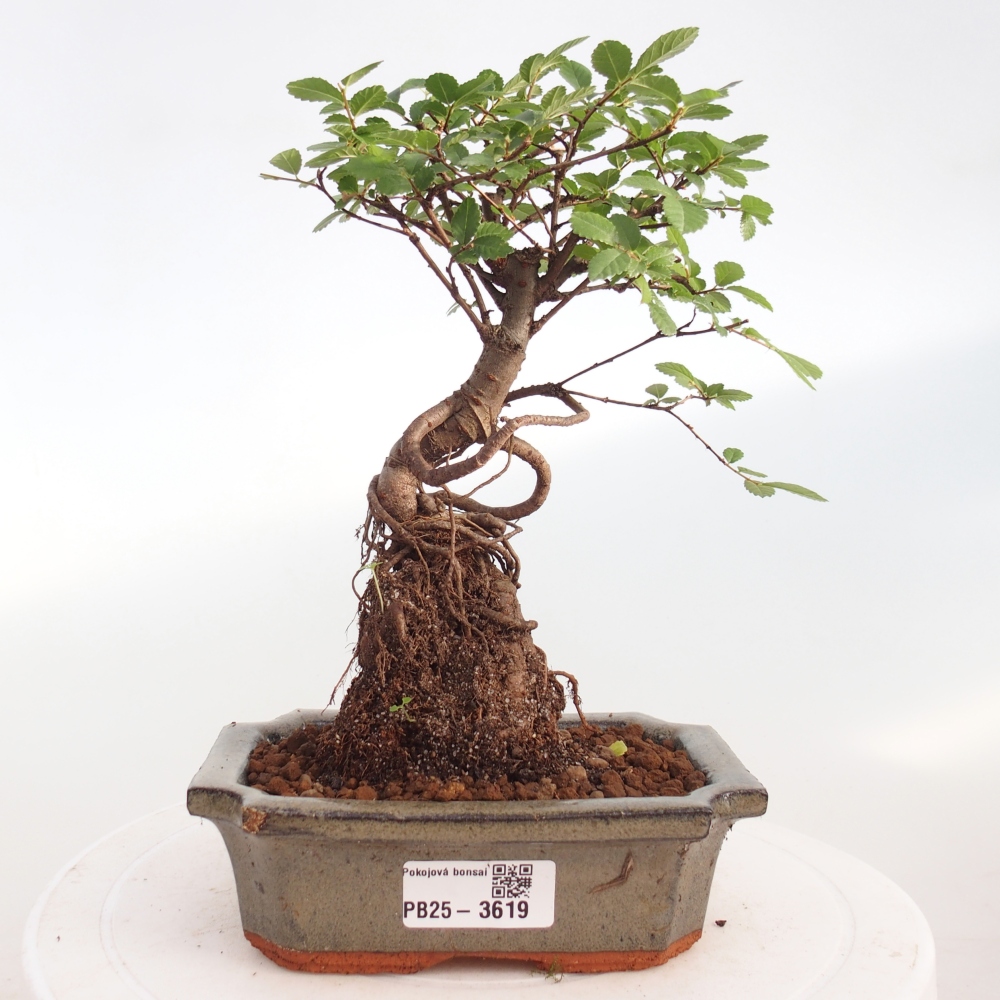 Room bonsai - Ulmus parvifolia - Small-leaved elm