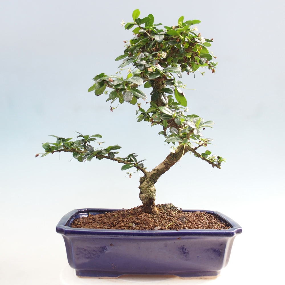 Room bonsai - Carmona macrophylla - Tea fuki