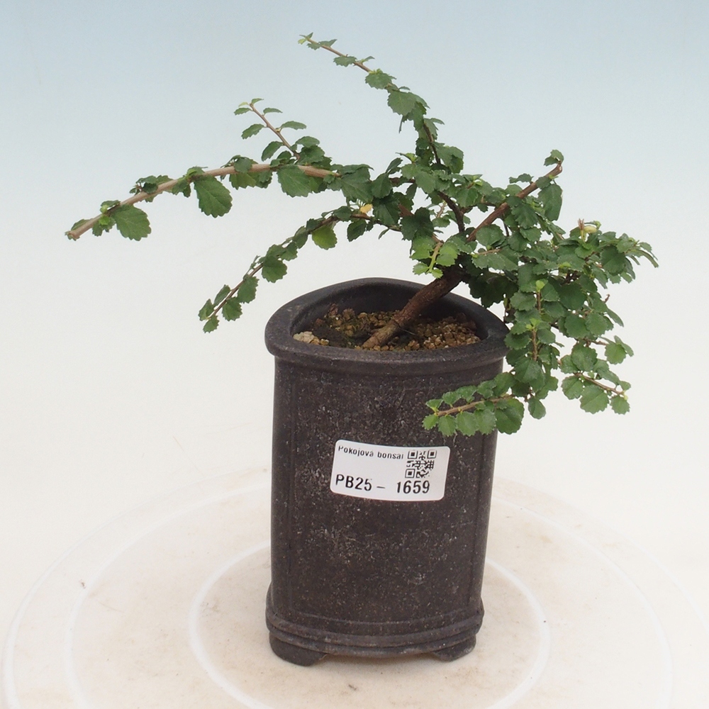 Indoor bonsai - Grewia sp. - Small-leaved Grewie