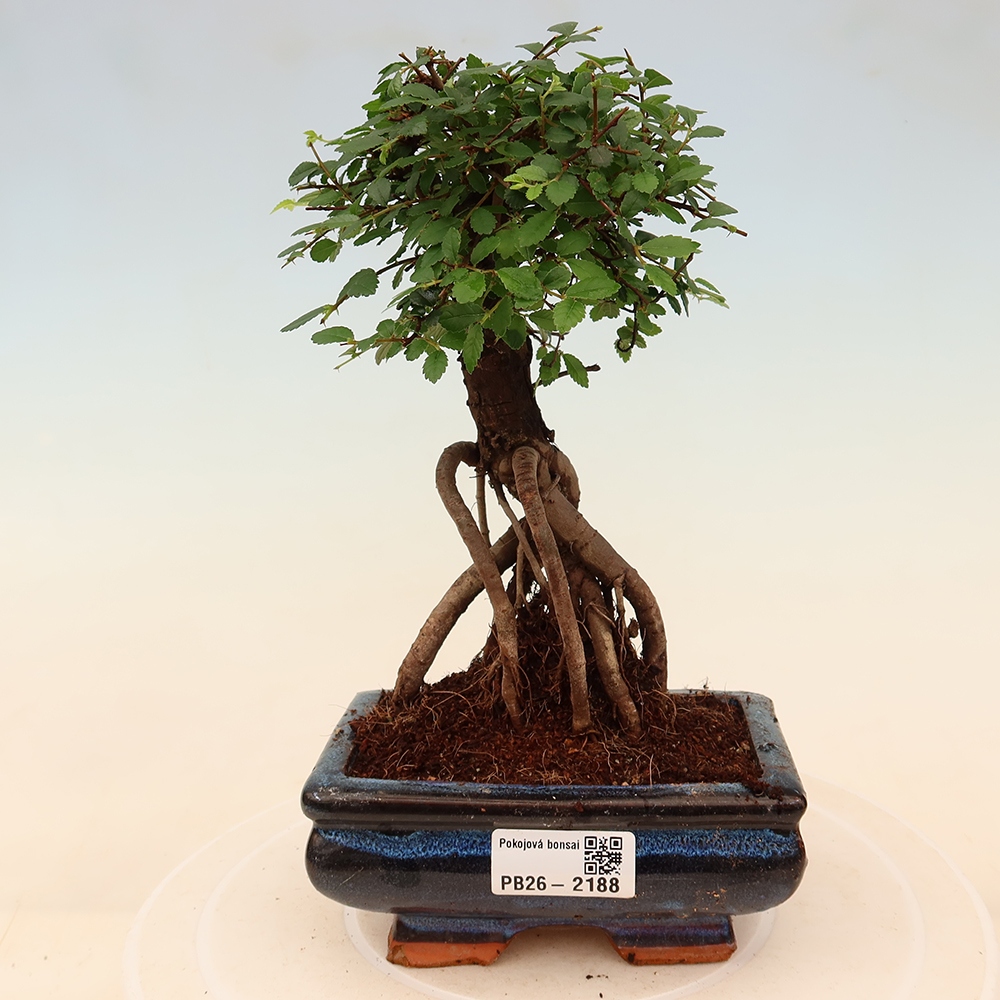 Room bonsai - Ulmus parvifolia - Small-leaved elm