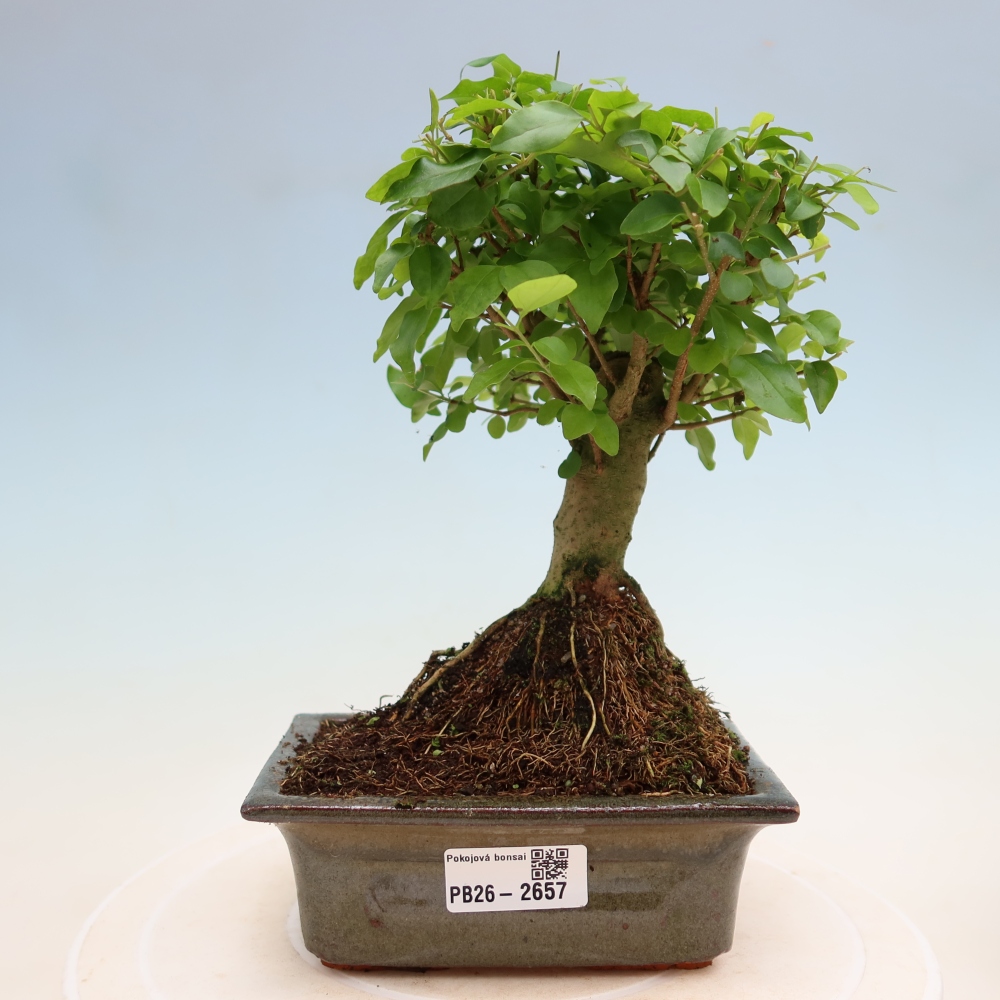 Room bonsai -Ligustrum chinensis - Birds Beak