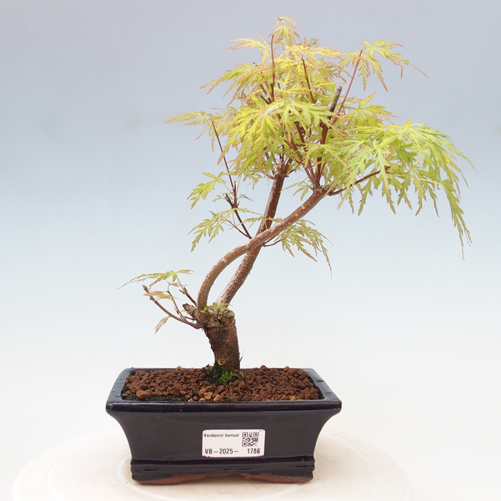 Outdoor bonsai - Acer palmatum Dissectum - Japanese Maple 