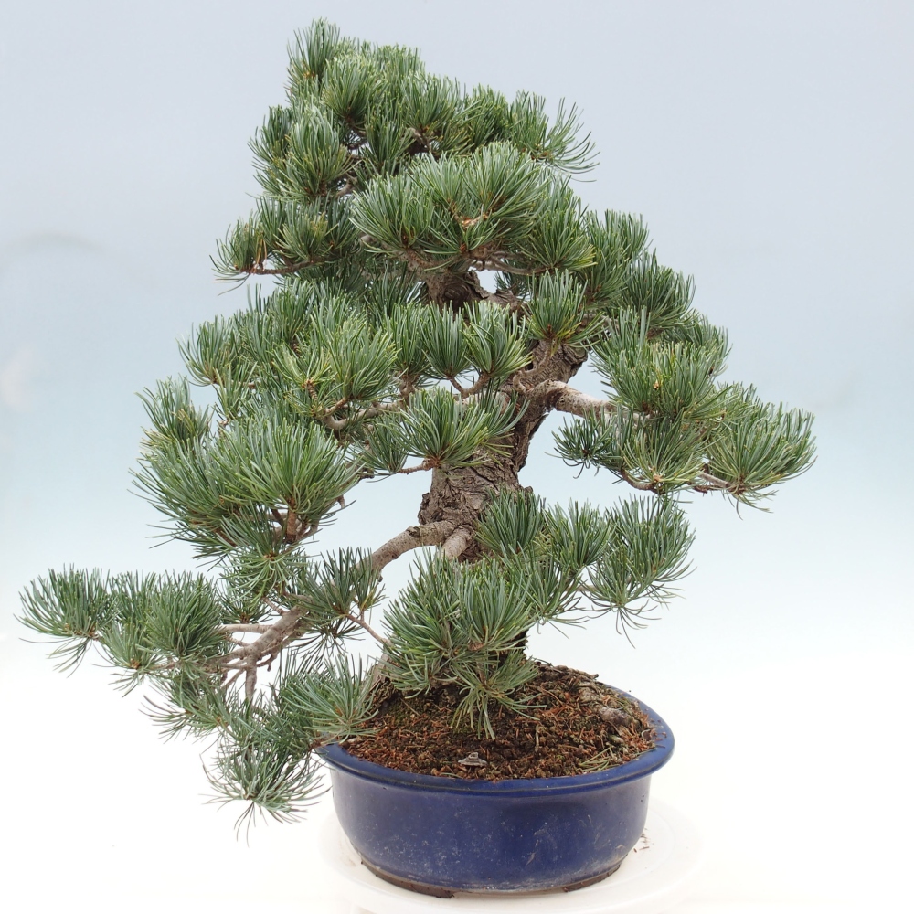 Outdoor bonsai - Pinus parviflora - Small pine tree