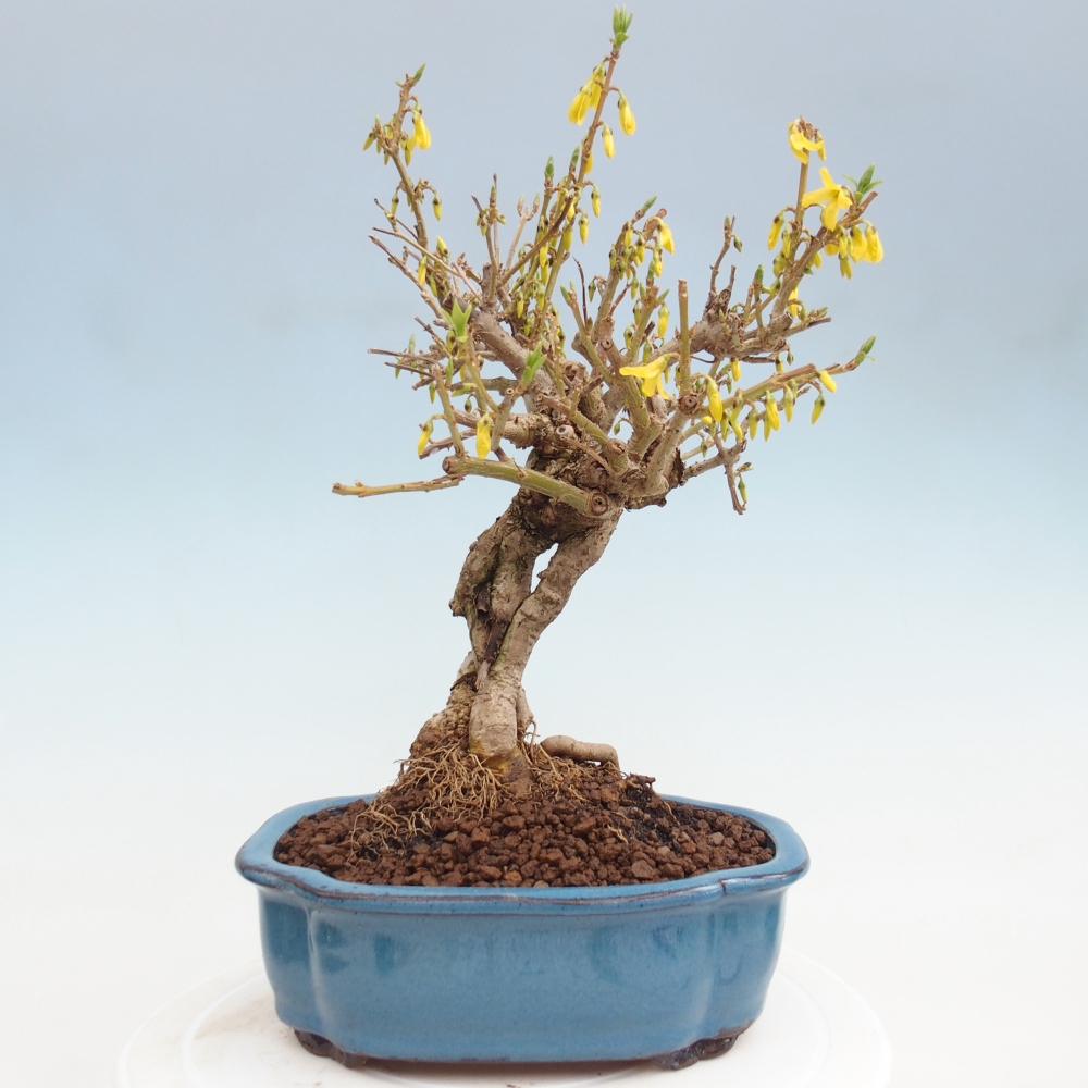 Outdoor bonsai - Zlatice - Forsythia koreana