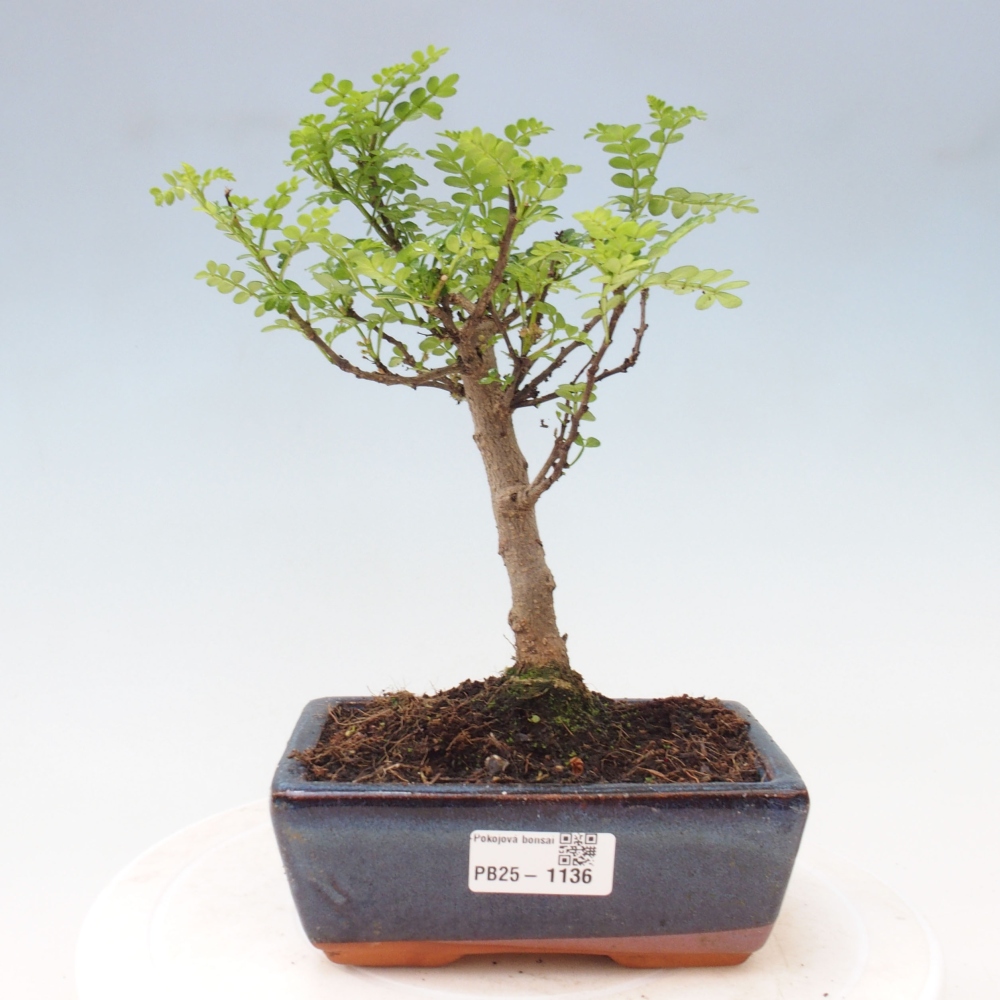 Indoor bonsai - Zantoxylum piperitum - Peppermint