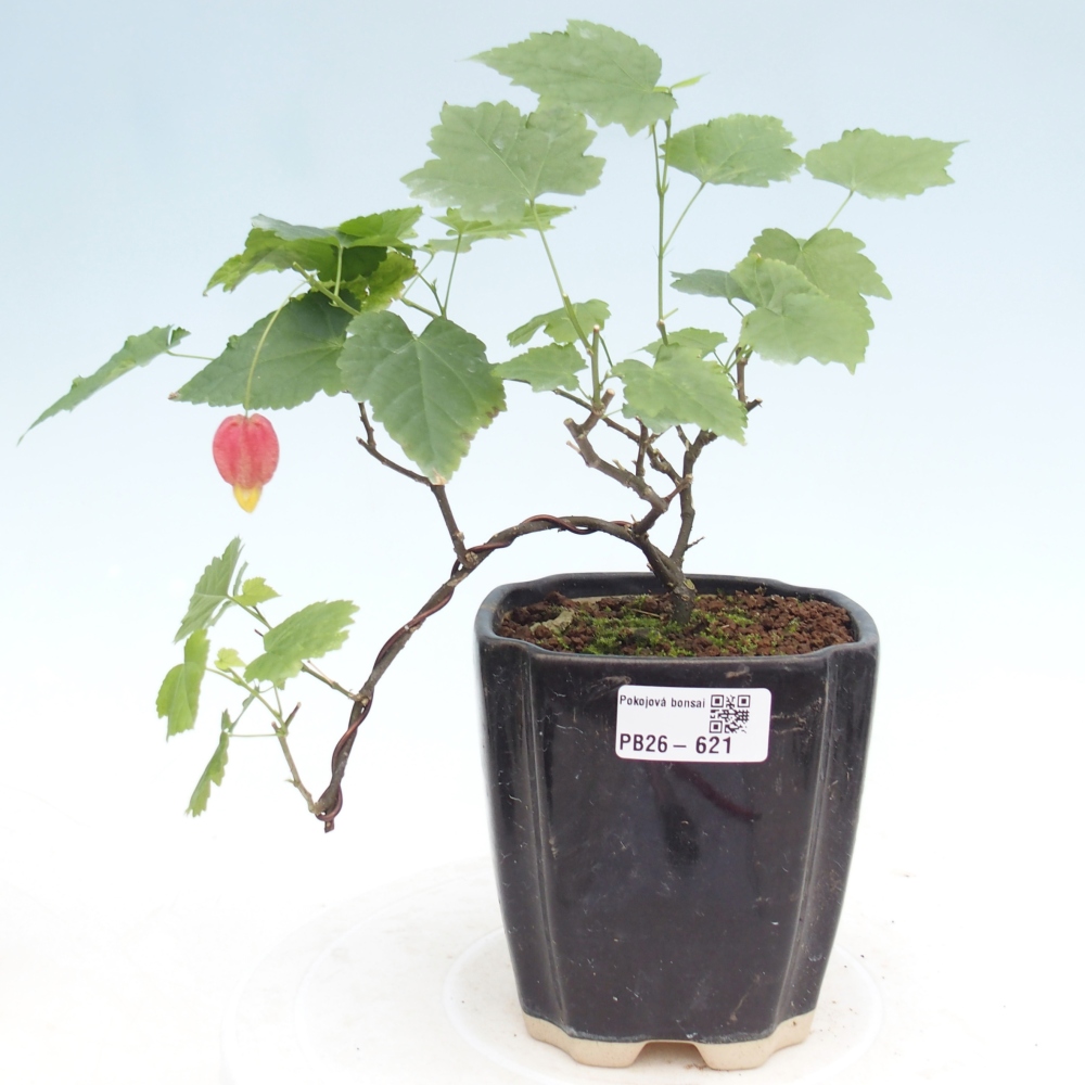 Indoor bonsai - Abutilon Big Bell - Cloudberry