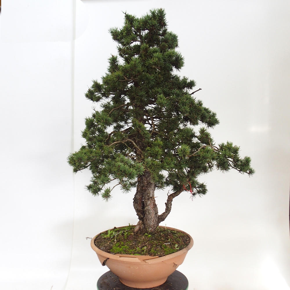 Yamadori - Pinus sylvestris Spain