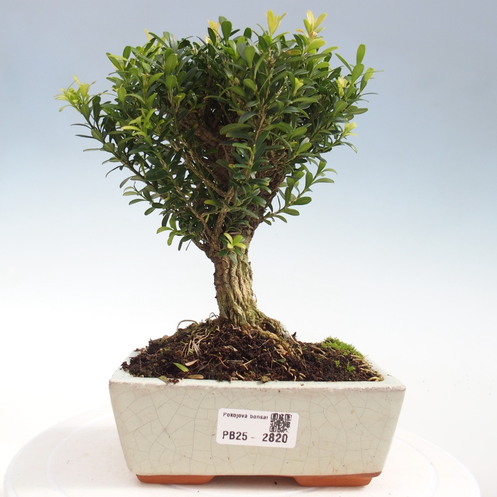 Room Bonsai - Buxus harlandii - Cork boxwood