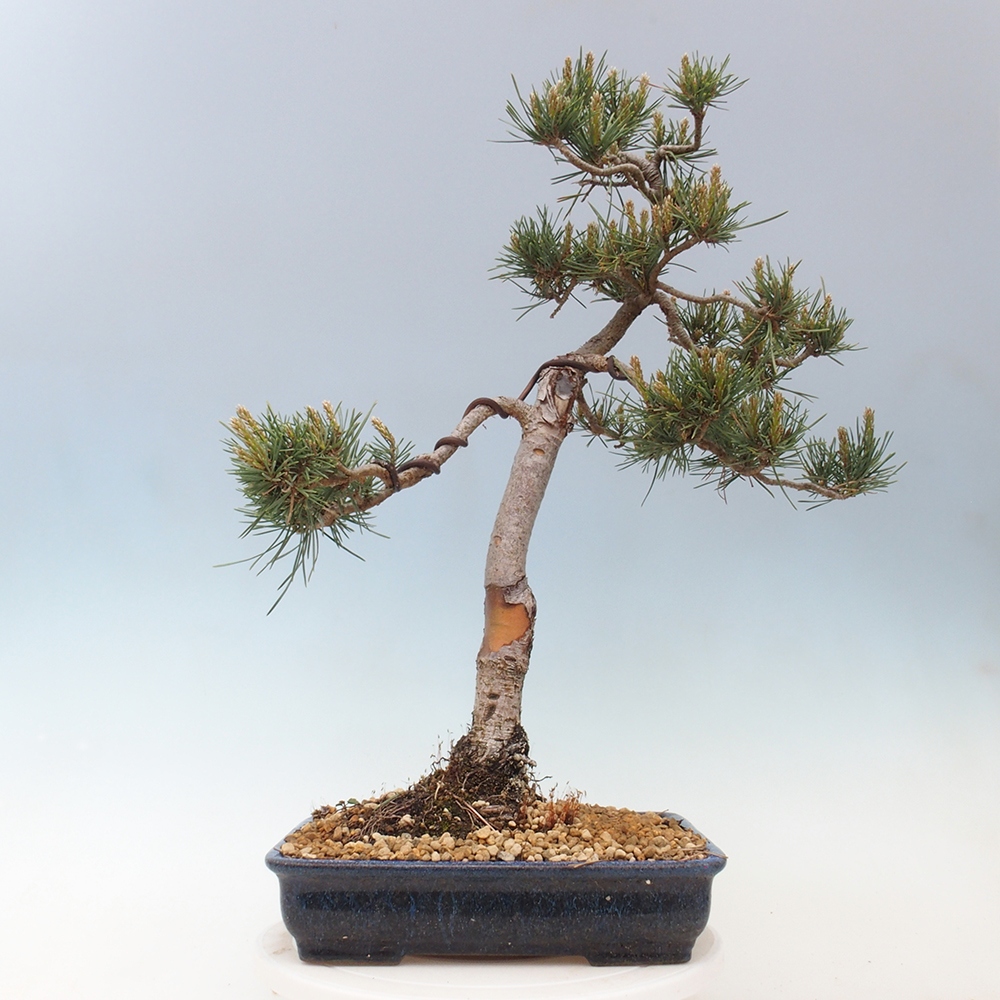 Outdoor bonsai - Pinus Sylvestris - Scots pine