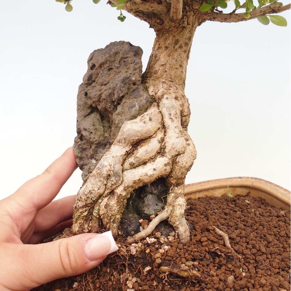 Outdoor bonsai - Berberis coreana