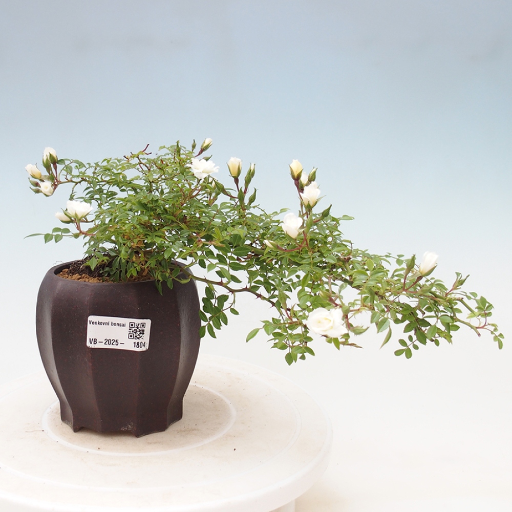 Outdoor bonsai - Rosa Sea Foam -  rose