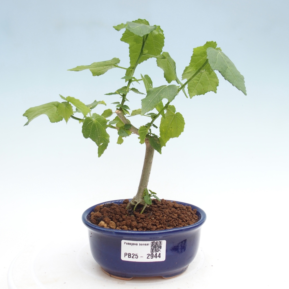 Indoor bonsai - Malvaviscus arboreus - woody hibiscus