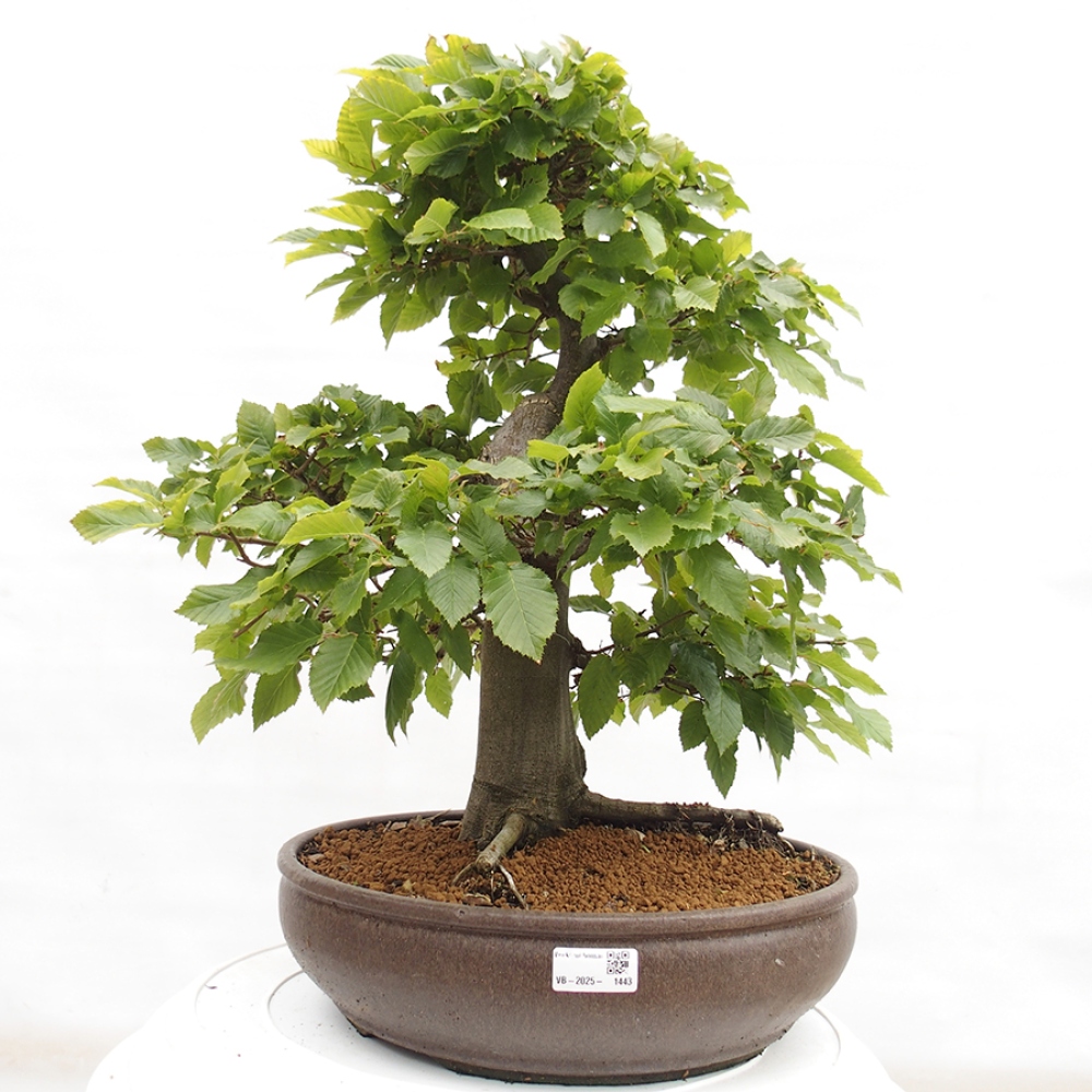 Outdoor bonsai - Hornbeam - Carpinus betulus