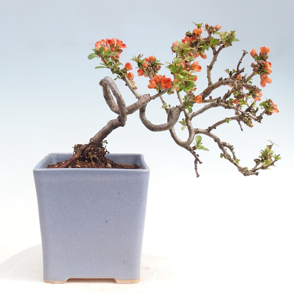 Outdoor bonsai - Chaneomeles sup. Orange Trail - Quince