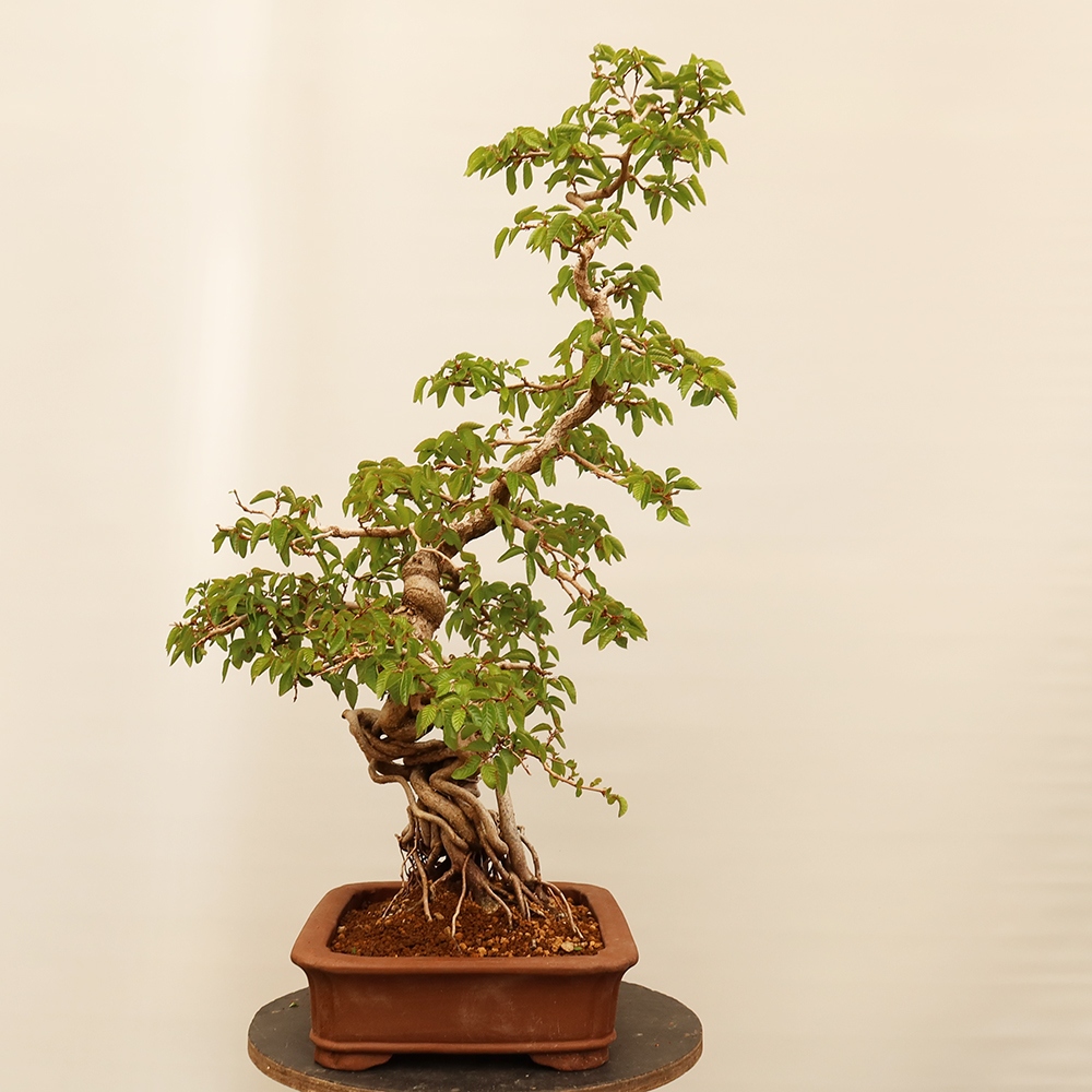 Outdoor bonsai - Carpinus Coreana - Korean hornbeam
