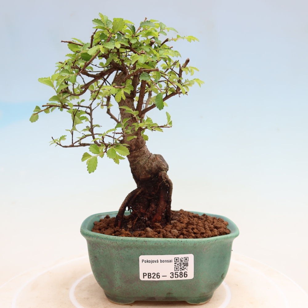 Room bonsai - Ulmus parvifolia - Small-leaved elm