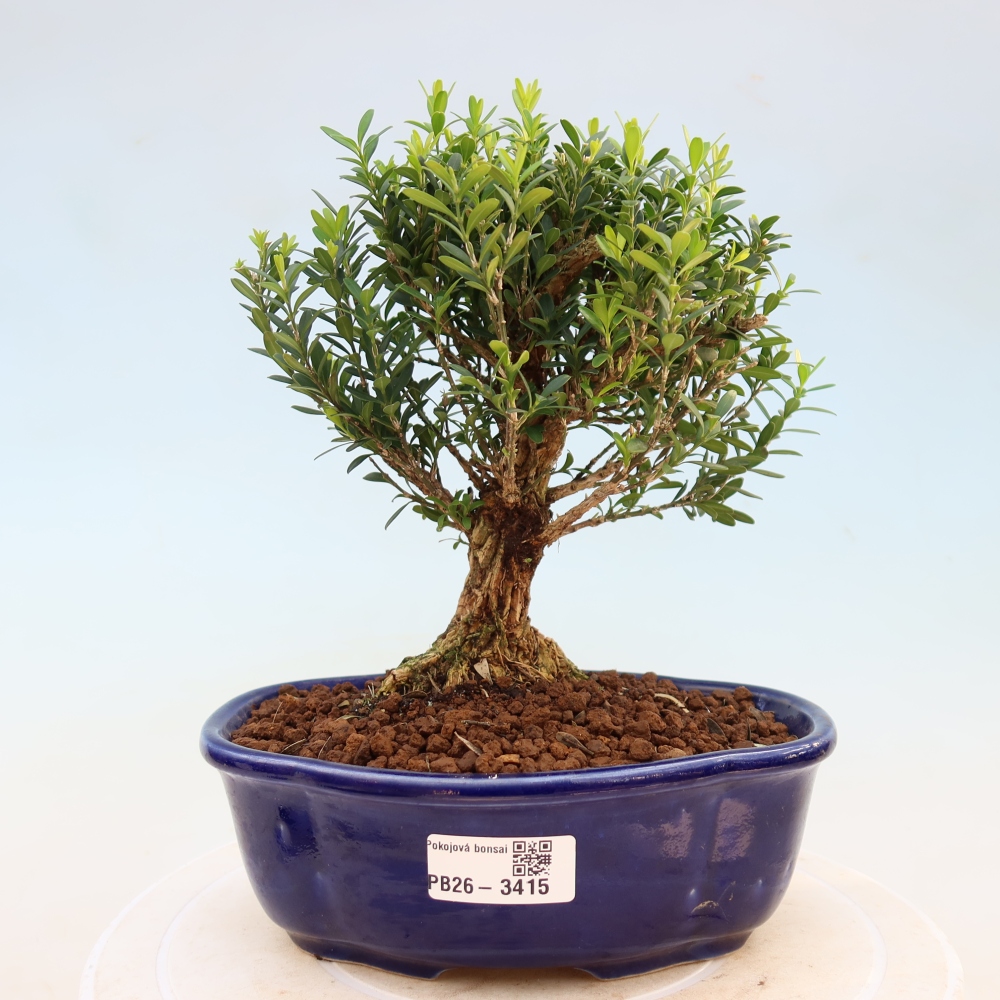 Room bonsai - Buxus harlandii - cork buxus