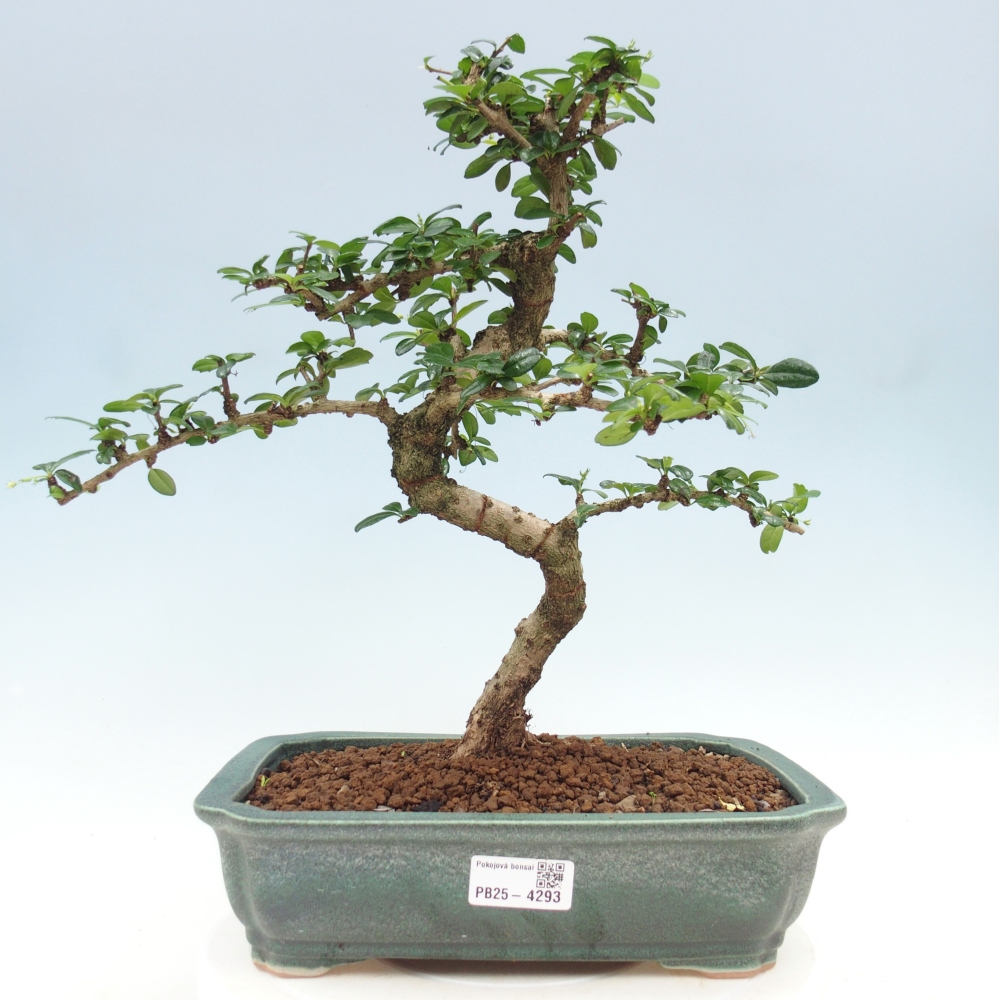 Room bonsai - Carmona macrophylla - Tea fuki