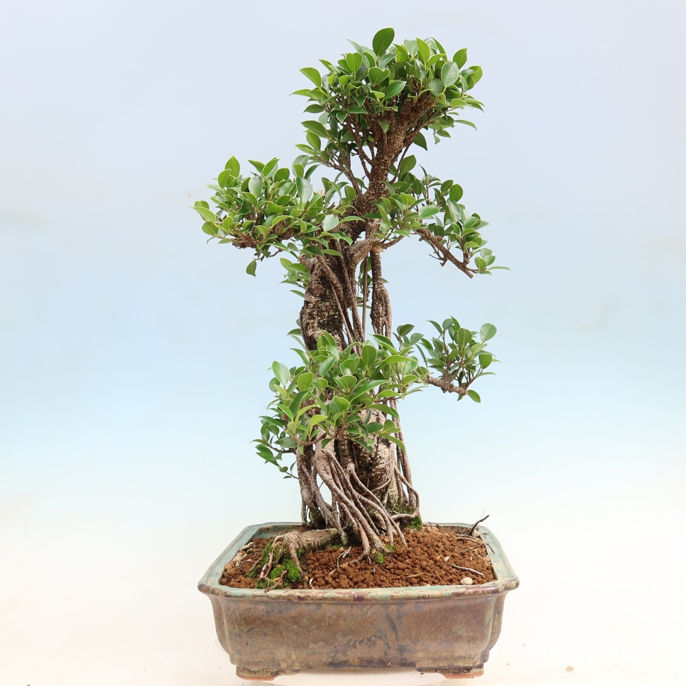 Room bonsai - Ficus kimmen - small-leaved ficus