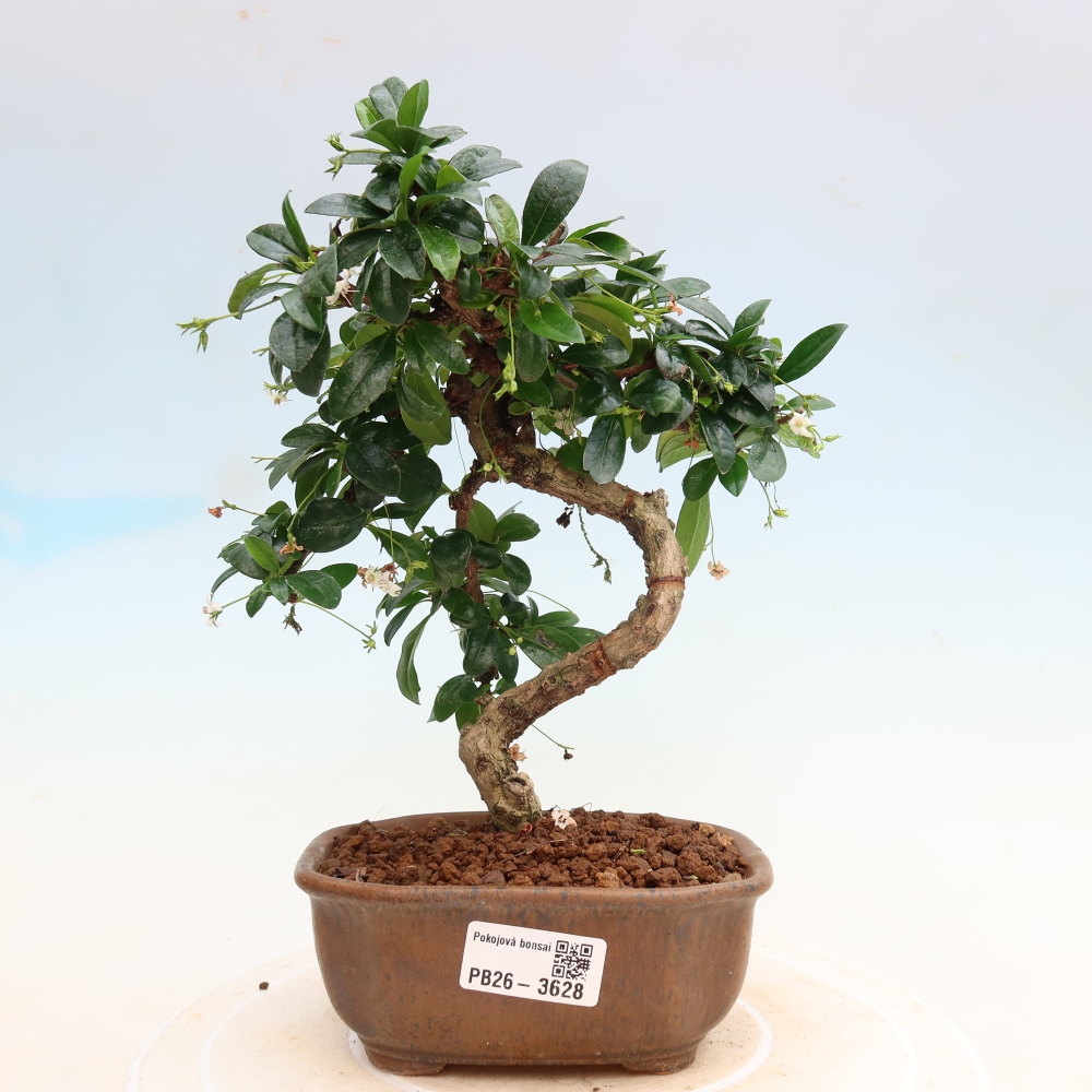 Room bonsai - Carmona macrophylla - Tea fuki