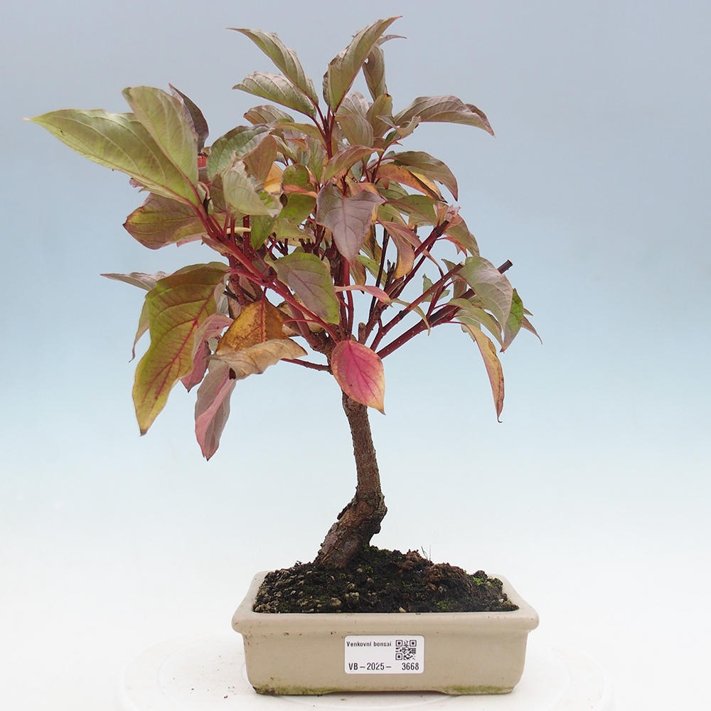 Outdoor bonsai - Dogwood - Cornus mas