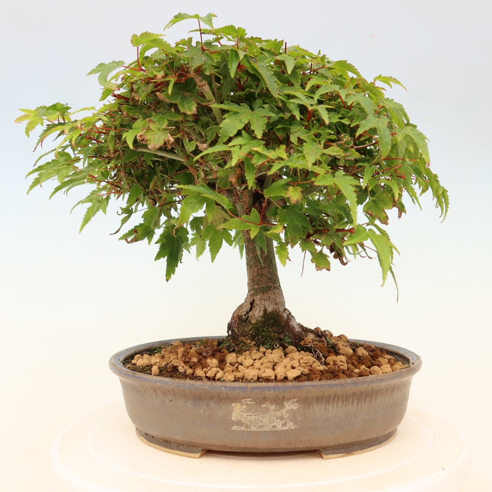 Acer palmatum KIOHIME - Palmetto maple