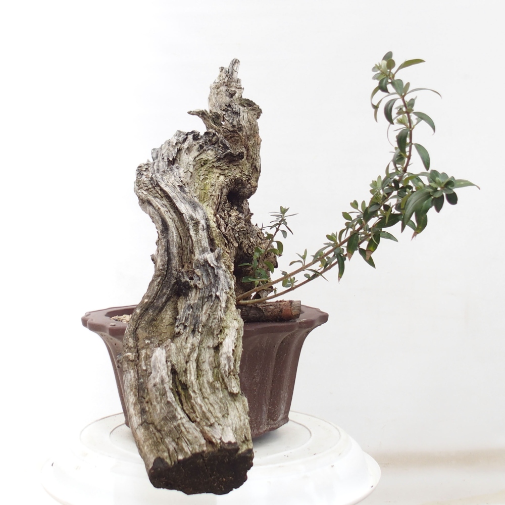 Indoor bonsai - Olea europaea sylvestris - European small-leaved olive oil