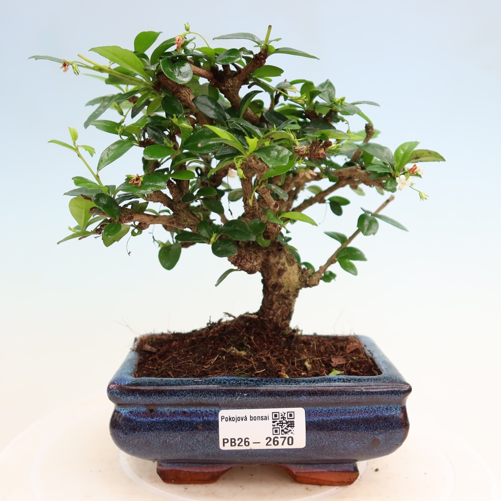 Room bonsai - Carmona macrophylla - Tea fuki