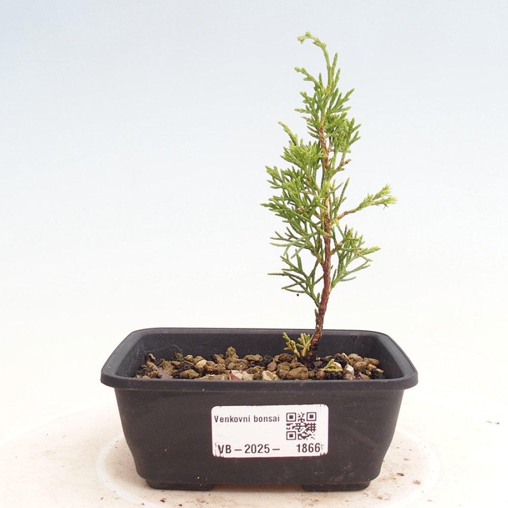 Outdoor bonsai - Juniperus chinensis Itoigawa - Chinese juniper